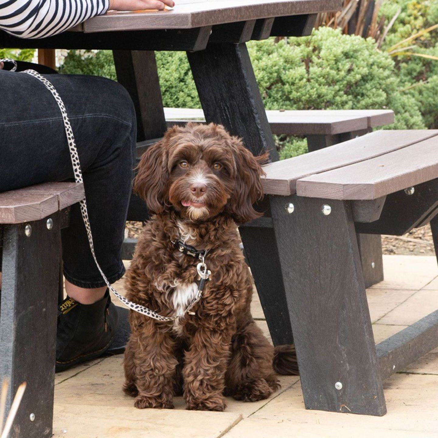 Your local dog friendly pub in Birley